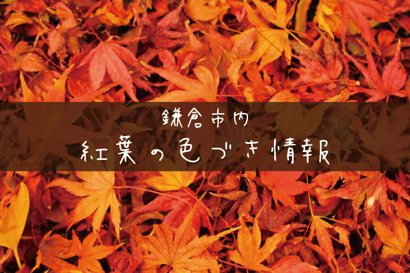 紅葉情報