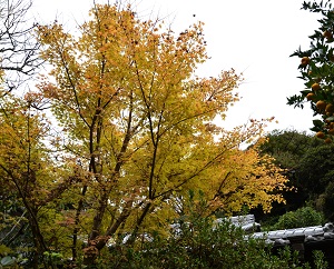 光則寺11月15日紅葉