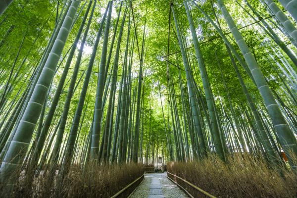 孟宗竹が織り成す竹の庭の写真