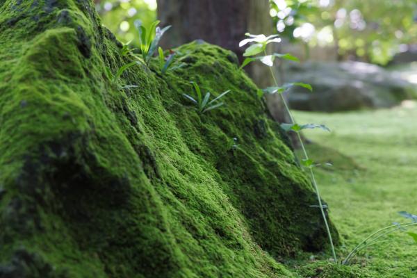 つやつやとした鮮やかなグリーンの苔の写真