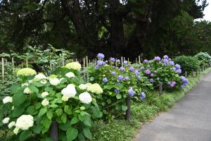 建長寺あじさい