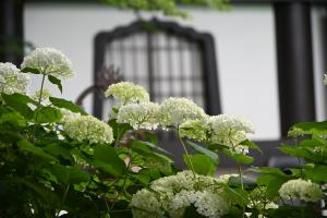 長谷寺アナベル