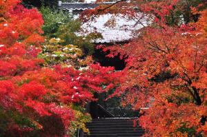 円覚寺の紅葉