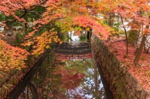 鶴岡八幡宮の紅葉