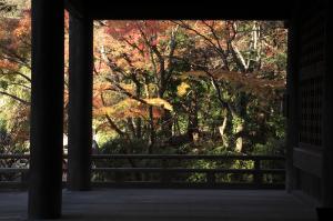 妙本寺の紅葉