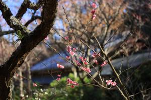 東慶寺の梅