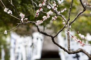杉本寺の梅
