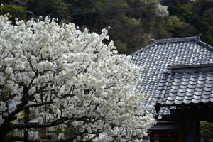 光明寺0407