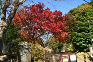 永福寺跡20251208