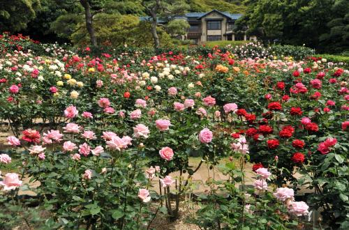 文学館の庭園のバラの画像